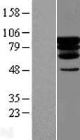 PCIF1 Protein (Over-Expression Lysate Myc-DDK (Flag))
