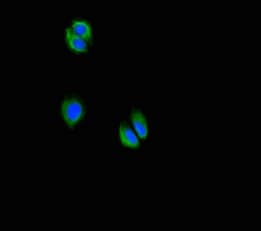 C5orf51 Antibody