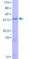 Human ADGRF1 / GPR110 Protein (Recombinant GST)