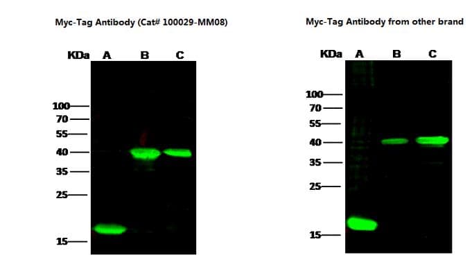 Myc Tag Antibody (clone 08, Preservative Free)