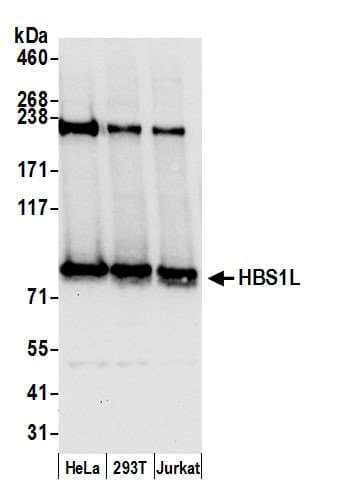 HBS1L Antibody (aa25-75)