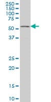 Monoclonal Mouse anti-Human GABPA / NRF2 Antibody (clone 5B6, IHC, IF, WB)