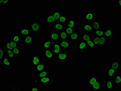 HIST1H4I Antibody