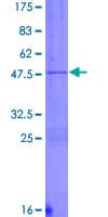 Human DYNC1H1 Protein (Recombinant GST)