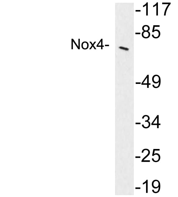 NOX4 Antibody (aa48-97)