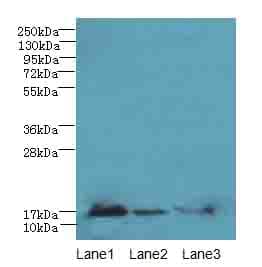 MRPL14 Antibody