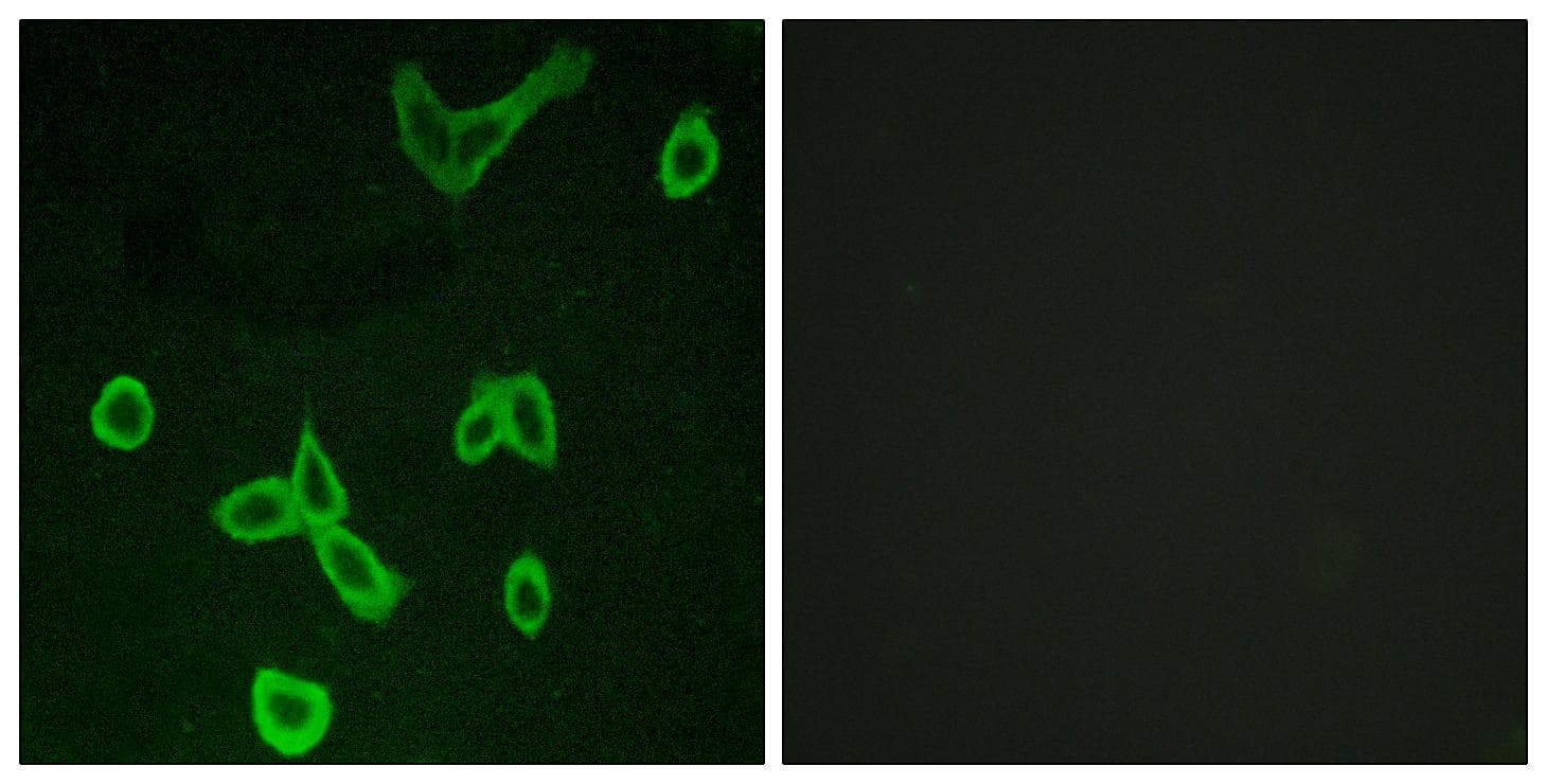 HRH4 / Histamine H4 Receptor Antibody
