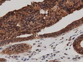 DNAJA2 Antibody (clone OTI1G3)
