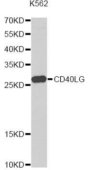 CD40L Antibody