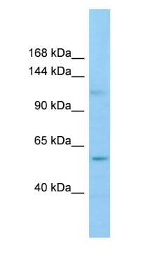 GRIP2 Antibody (aa709-758)