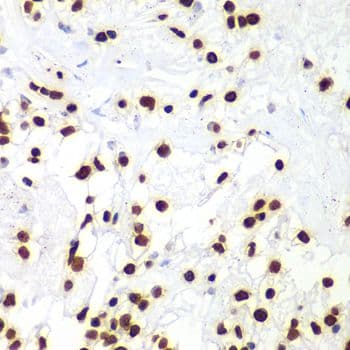 HIST3H3 Antibody