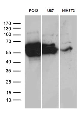 DPYSL2 / CRMP2 Antibody (aa13-490, clone OTI5D7)