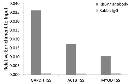 RBBP7 / RbAp46 Antibody