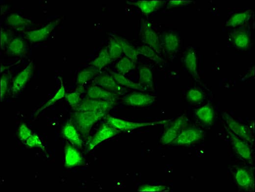 PSMA3 Antibody