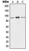MCM5 Antibody (N-Terminus)