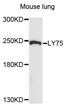 DEC-205 / CD205 / LY75 Antibody