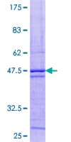 Human SYNJ2BP / OMP25 Protein (Recombinant GST)