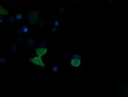 MAPK13 / p38delta Antibody (clone OTI12B12, Carrier-free)