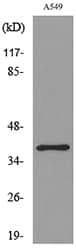 CGR19 / CGRRF1 Antibody