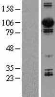 DNM3 / Dynamin 3 Protein (Over-Expression Lysate Myc-DDK (Flag))