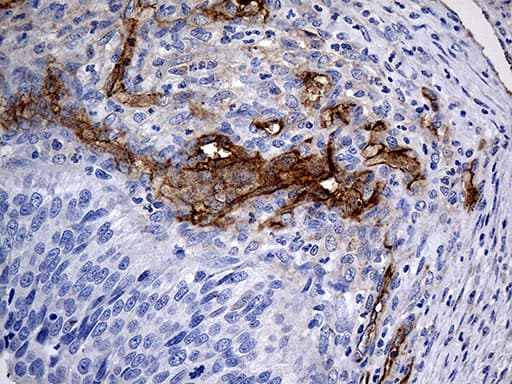 ACE / CD143 Antibody (aa642-1230, clone OTI2G5)