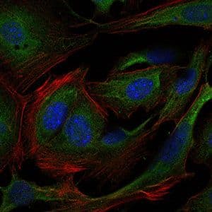 CRK Antibody (clone 3G11E8)