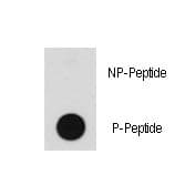 BRAF / B-Raf Antibody (phospho-Thr598)