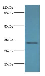 STX11 / Syntaxin 11 Antibody (aa1-287)