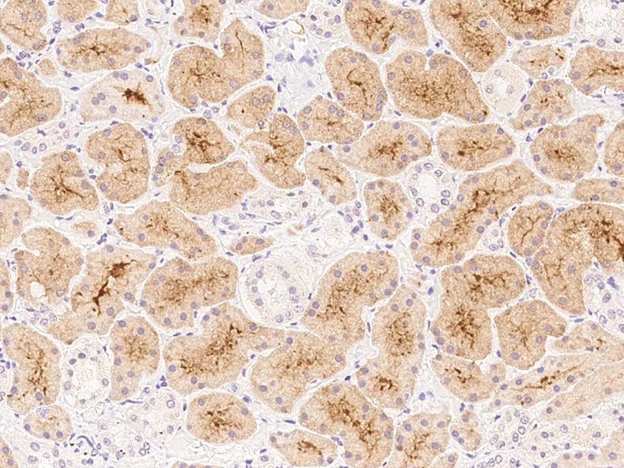 OR4C15 Antibody