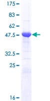 Human APOBEC2 Protein (Recombinant GST)