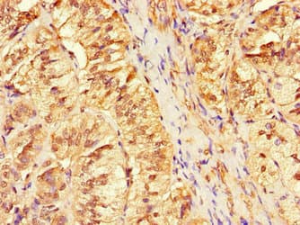 Polyclonal Rabbit anti-Human ANO4 Antibody
