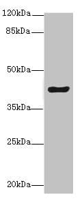 PEG1 / MEST Antibody