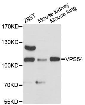VPS54 Antibody