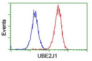 UBE2J1 Antibody (clone OTI2G2)