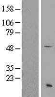 SS18 Protein (Over-Expression Lysate Myc-DDK (Flag))