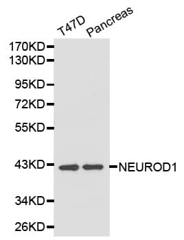 NEUROD1 Antibody