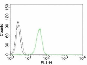 PECAM-1 / CD31 Antibody (clone JC/70A)