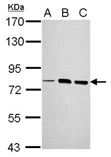IHC-plus™ LOXL2 Antibody (aa454-742)