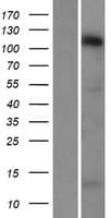 STARD8 Protein (Over-Expression Lysate Myc-DDK (Flag))