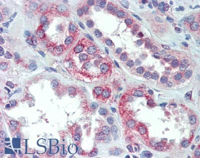 IHC-plus™ PURA / Pur-Alpha Antibody (aa100-150)