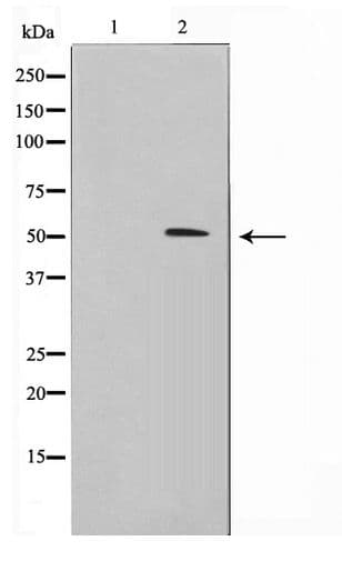 MUC13 Antibody