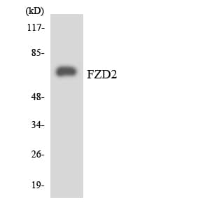 Polyclonal Rabbit anti-Human FZD2 / Frizzled 2 Antibody (aa191-240, WB)