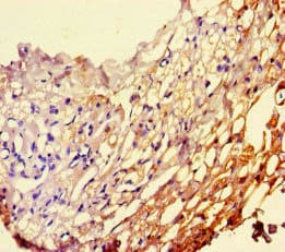 PEBP1 / RKIP Antibody