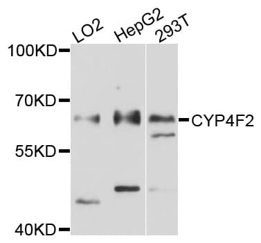 CYP4F2 Antibody