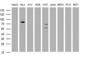 HBS1L Antibody (clone OTI2A3)