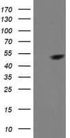 MAP2K1 / MKK1 / MEK1 Antibody (clone OTI4H1, Carrier-free)