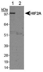 HIF2A / EPAS1 Antibody (C-Terminus, DY488)