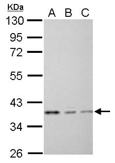 EEF1D Antibody