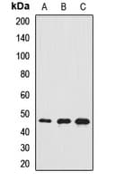 RASSF5 / RAPL Antibody