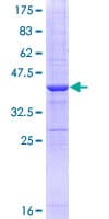 Human MRC2 / Endo180 Protein (Recombinant GST, N-terminus)